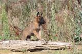 MALINOIS 259